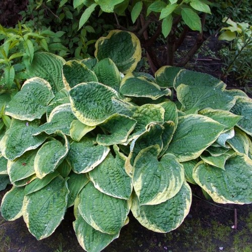 Hosta 'Frances Williams' - Hosta 'Frances Williams' P11/0,75L